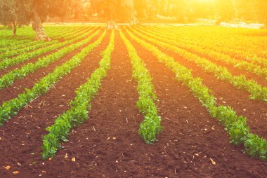 Bezelye alanında güneş ışığı