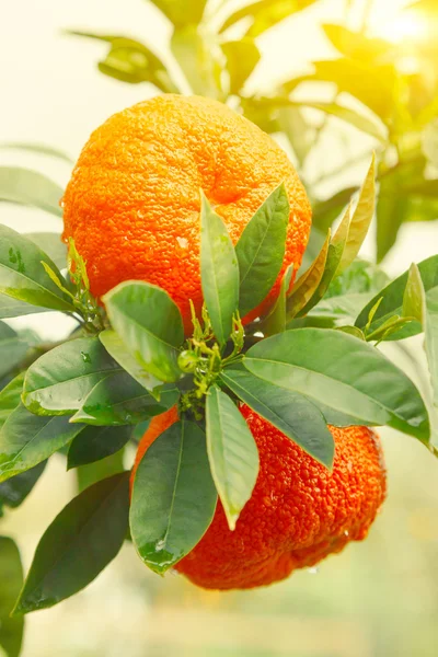 Naranjas maduras colgando de un árbol — Foto de Stock