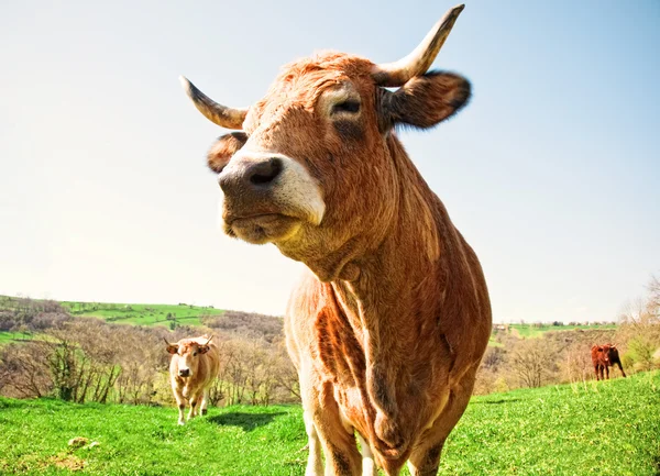 Krávy na letním zeleném poli — Stock fotografie