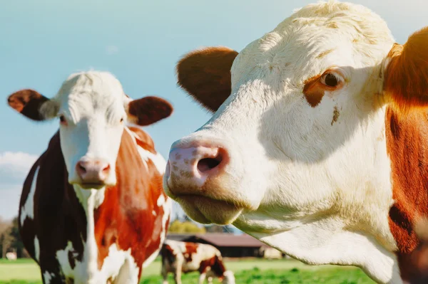 Cows at summer green field — Stock Photo, Image