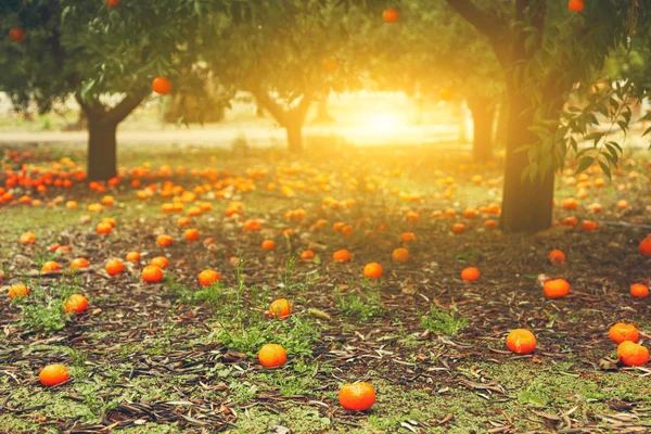 Мандаринские или апельсиновые деревья — стоковое фото