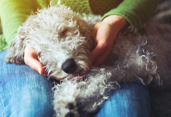 Tatlı uyuyan köpek. — Stok fotoğraf