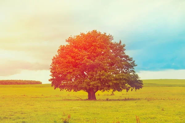 Μαγευτική ανατολή του ηλίου με δέντρο — Φωτογραφία Αρχείου