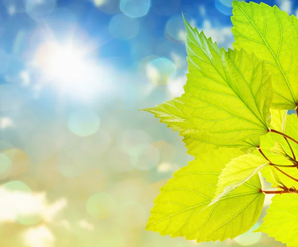 Fresh green leaves with bokeh background — Stock Photo, Image