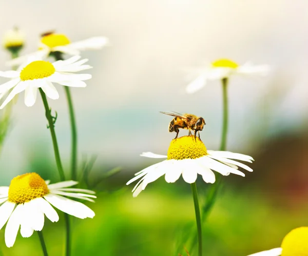 Honey Bee on romomile flower — стоковое фото