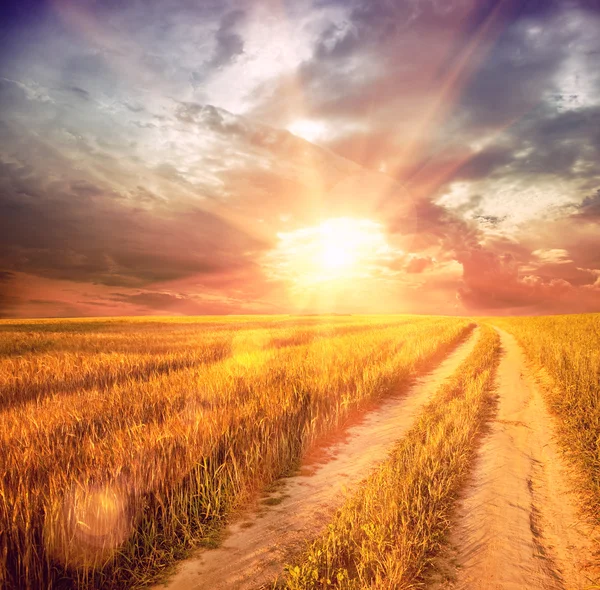 Sunny wheat field — Stock Photo, Image