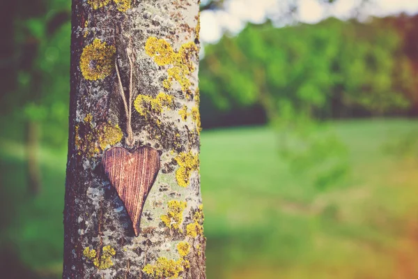 Дерев'яна форма серця на природному зеленому фоні — стокове фото