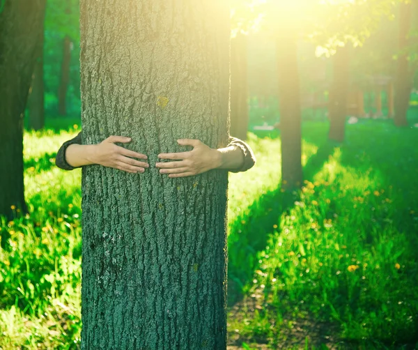 Handen knuffelen een stam van een boom in zomer park of forest — Stockfoto