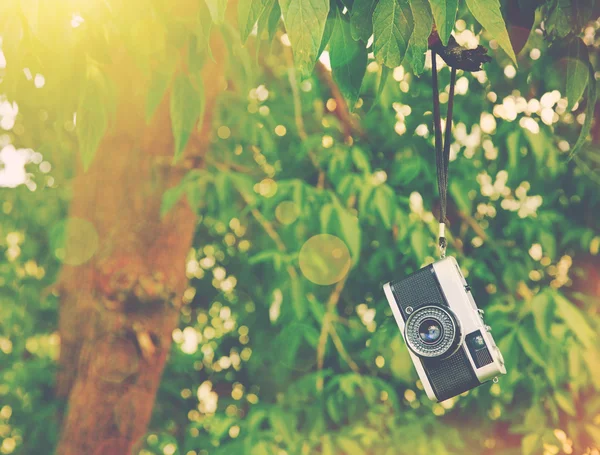 Retro vintage câmera pendurada no ramo da árvore — Fotografia de Stock