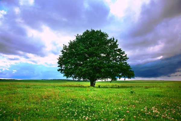 Enstaka träd i fält under magiska molnig himmel — Stockfoto