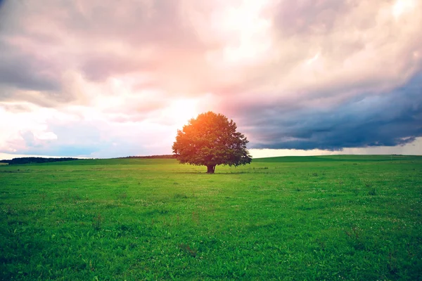 Single oak tree in field under magical sunny sky — Stock Photo, Image