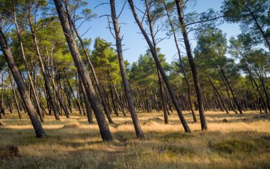 Hareket ettirildiğinde ağaçları ile iğne yapraklı orman park