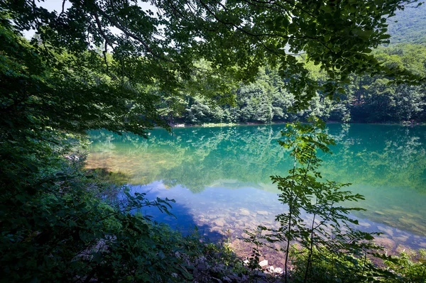 Lago di foresta nella cornice di alberi — Foto Stock