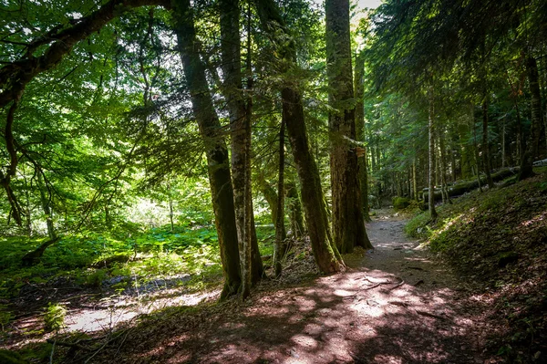 Bosque verde del Parque Nacional Biogradsa gora — Foto de Stock