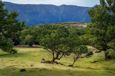 Fanal eski orman, Madeira Adası manzara ile güzel dağ Yaylası