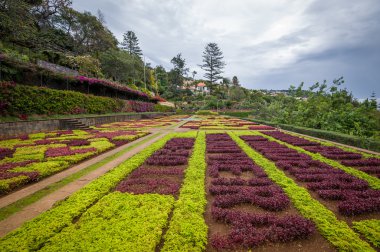 Dekoratif renkli çiçek alanları Botanik Bahçesi Funchal, Madeira.