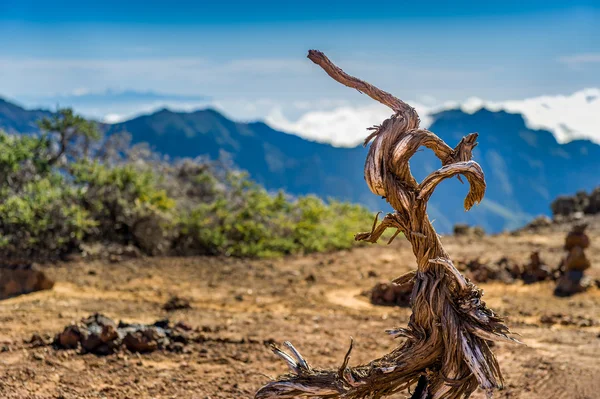 Antiguo árbol seco en el paisaje de montañas volcánicas — Foto de Stock