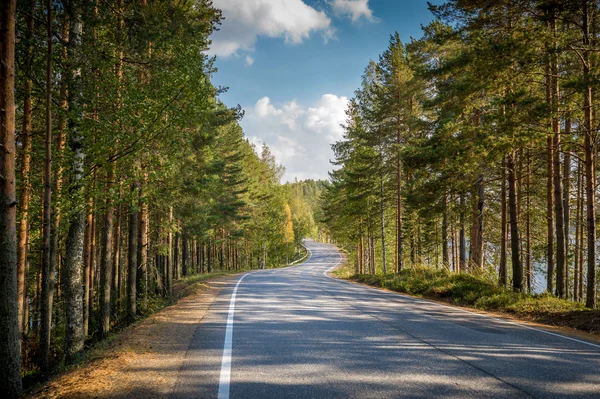 Road through northern forest — Stock Photo, Image