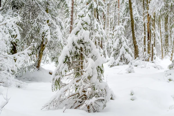 Albero nella neve — Foto Stock