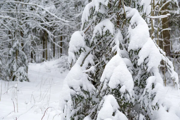 Abete nella foresta invernale — Foto Stock