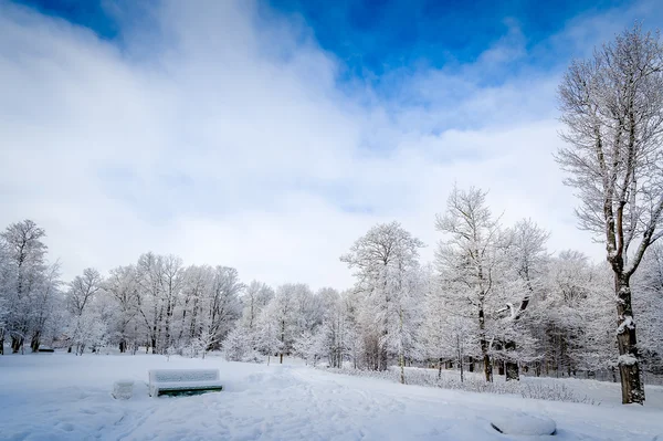 Parco invernale — Foto Stock