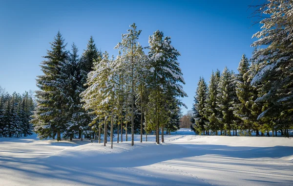 Winter forest — Stock Photo, Image