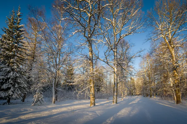 Winter forest at sunset — Stock Photo, Image