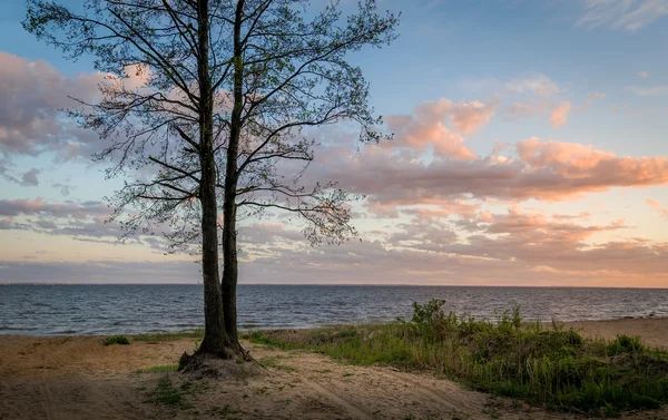 Albero sulla riva del mare vista tramonto — Foto Stock