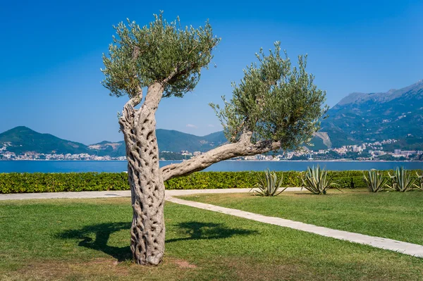 Sam drzewo oliwne — Zdjęcie stockowe