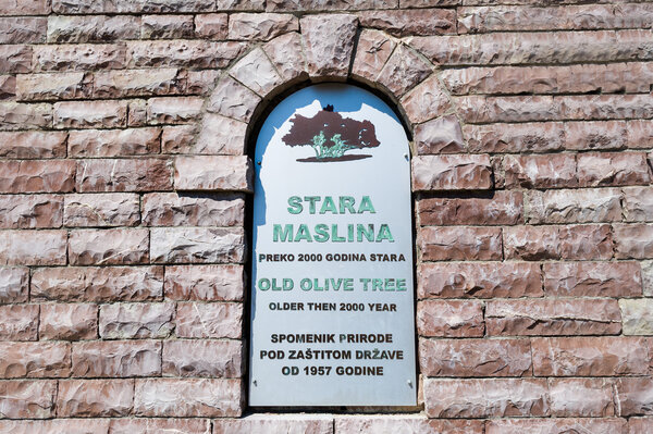 Знак оливкового дерева двухтысячной давности
