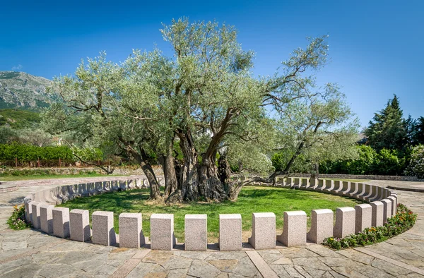 Eski zeytin ağacı Stara Maslina wich daha--dan 2000 yaşında Karadağ '.