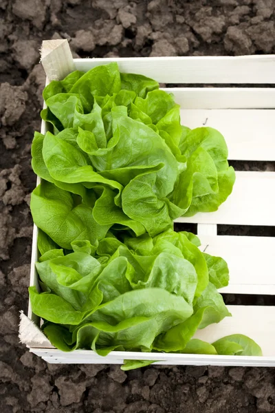 Lechuga ecológica en una caja de madera —  Fotos de Stock