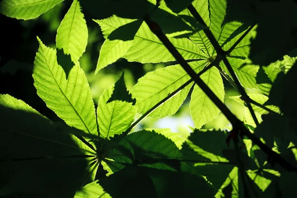 Bakgrunder gröna blad — Stockfoto