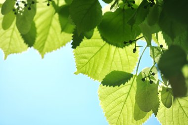 güzel bahar bırakır