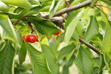 Olgun kirazlar ağaçta
