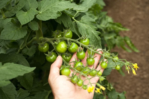 Los tomates verdes sobre la rama — Foto de Stock