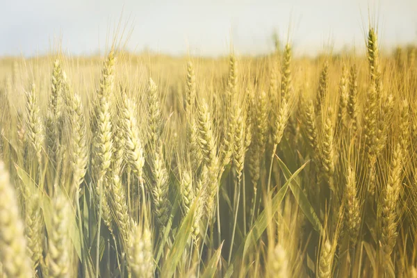 Campo de trigo ensolarado — Fotografia de Stock