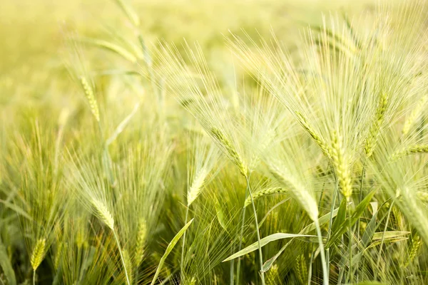 Campo de trigo maduro — Fotografia de Stock