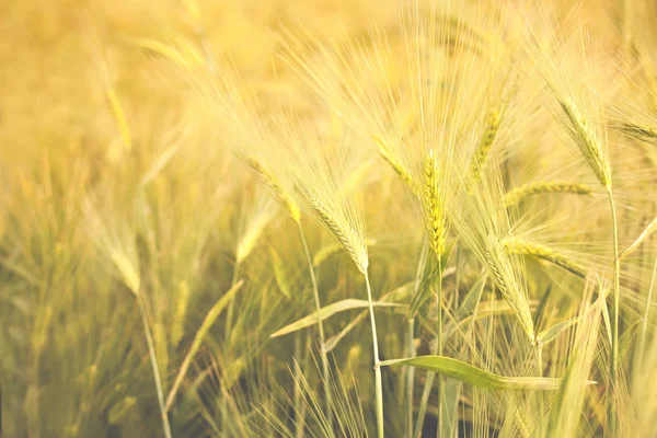 Campo de trigo dorado — Foto de Stock