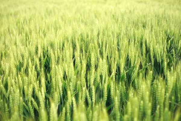 緑の小麦畑 — ストック写真