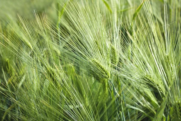 熟した麦畑 — ストック写真