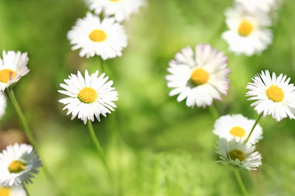 Daisy fondo de flores . — Foto de Stock