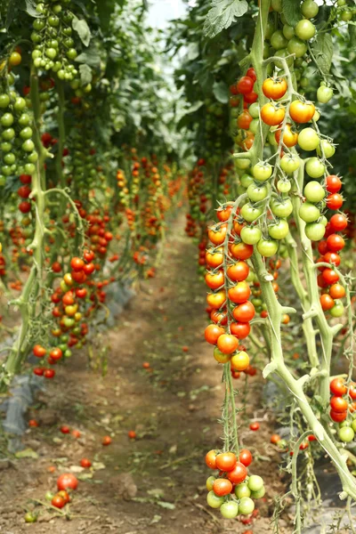 Plantación de tomates maduros — Foto de Stock