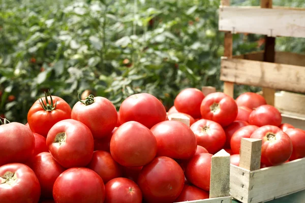 Tomates orgánicos frescos en una caja — Foto de Stock