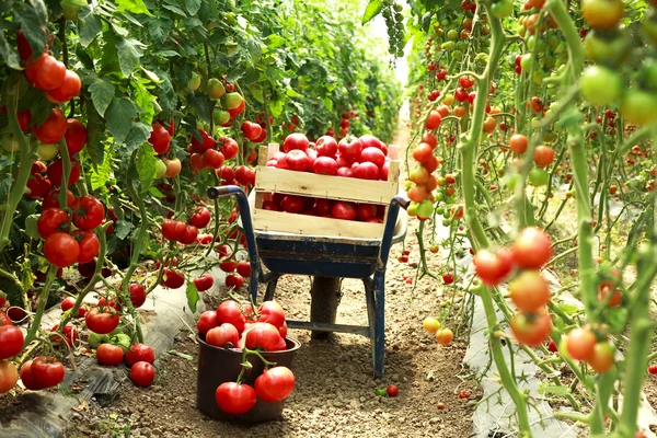 Cosecha de tomates maduros — Foto de Stock