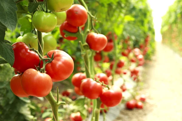 Los tomates maduros en la rama — Foto de Stock