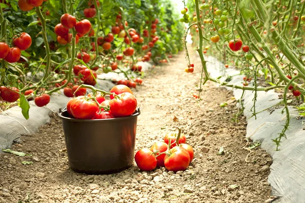 Збирання помідорів в саду — стокове фото