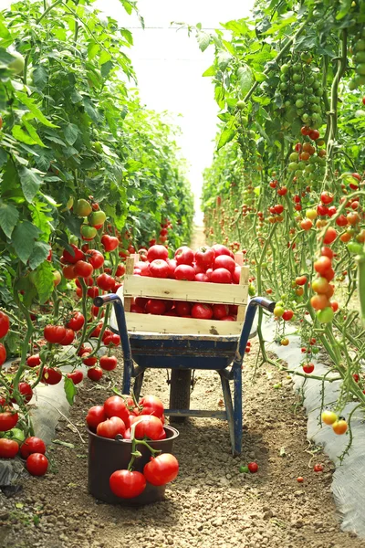 정원에서 토마토를 수확 — 스톡 사진