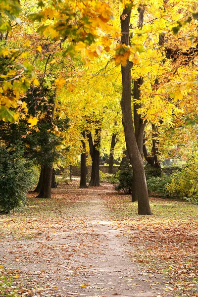 Hermoso otoño en el parque Imágenes De Stock Sin Royalties Gratis