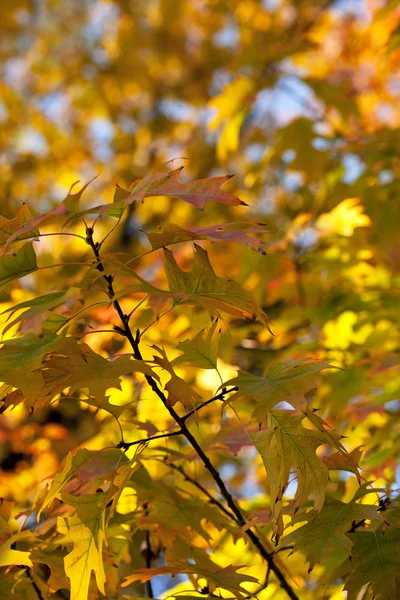 Foglie d'autunno — Foto Stock